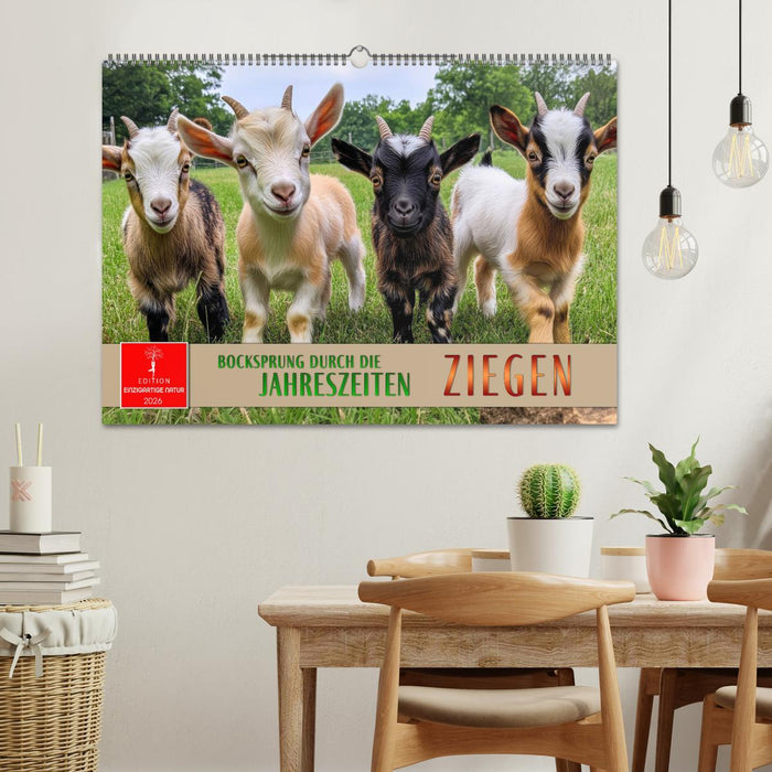 Ziegen - Bocksprung durch das Jahr (CALVENDO Wandkalender 2026)