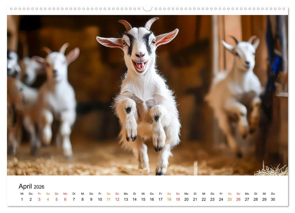 Ziegen - Bocksprung durch das Jahr (CALVENDO Premium Wandkalender 2026)