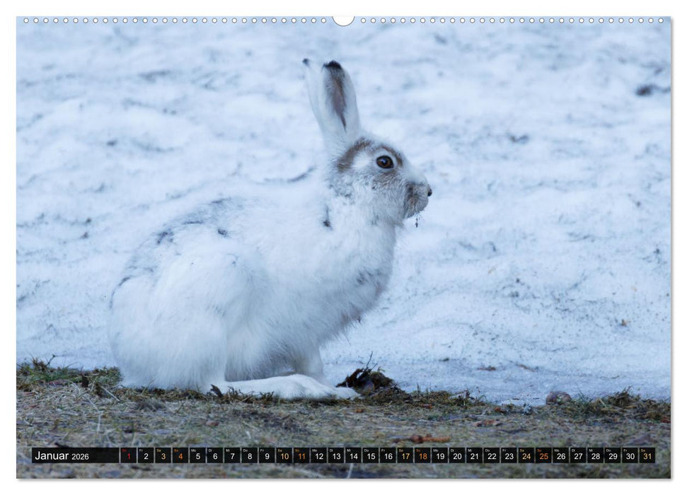 Die grandiose Tierwelt von Finnland (CALVENDO Wandkalender 2026)