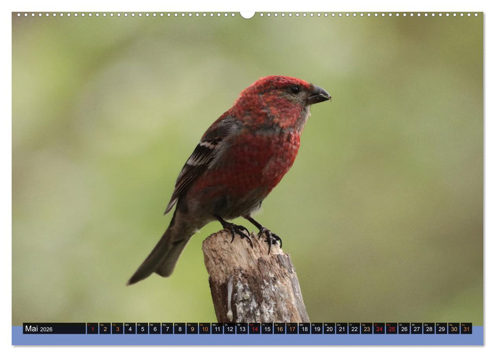Die grandiose Tierwelt von Finnland (CALVENDO Wandkalender 2026)