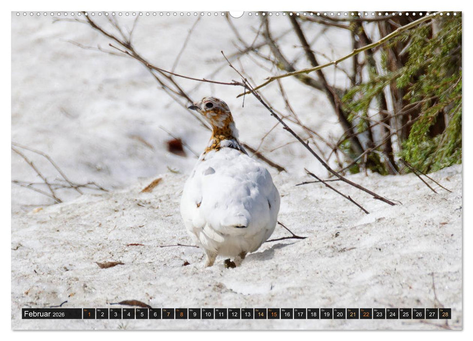 Die grandiose Tierwelt von Finnland (CALVENDO Premium Wandkalender 2026)