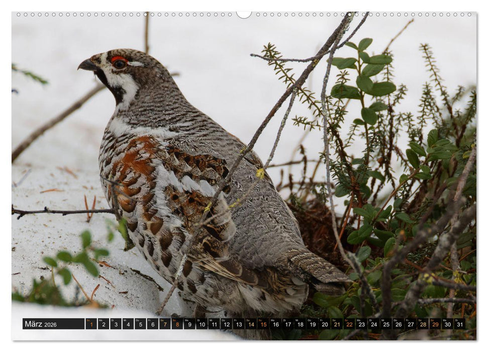Die grandiose Tierwelt von Finnland (CALVENDO Premium Wandkalender 2026)