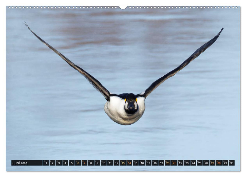 Die grandiose Tierwelt von Finnland (CALVENDO Premium Wandkalender 2026)