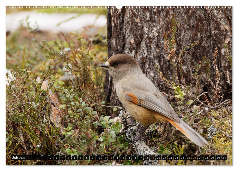 Die grandiose Tierwelt von Finnland (CALVENDO Premium Wandkalender 2026)