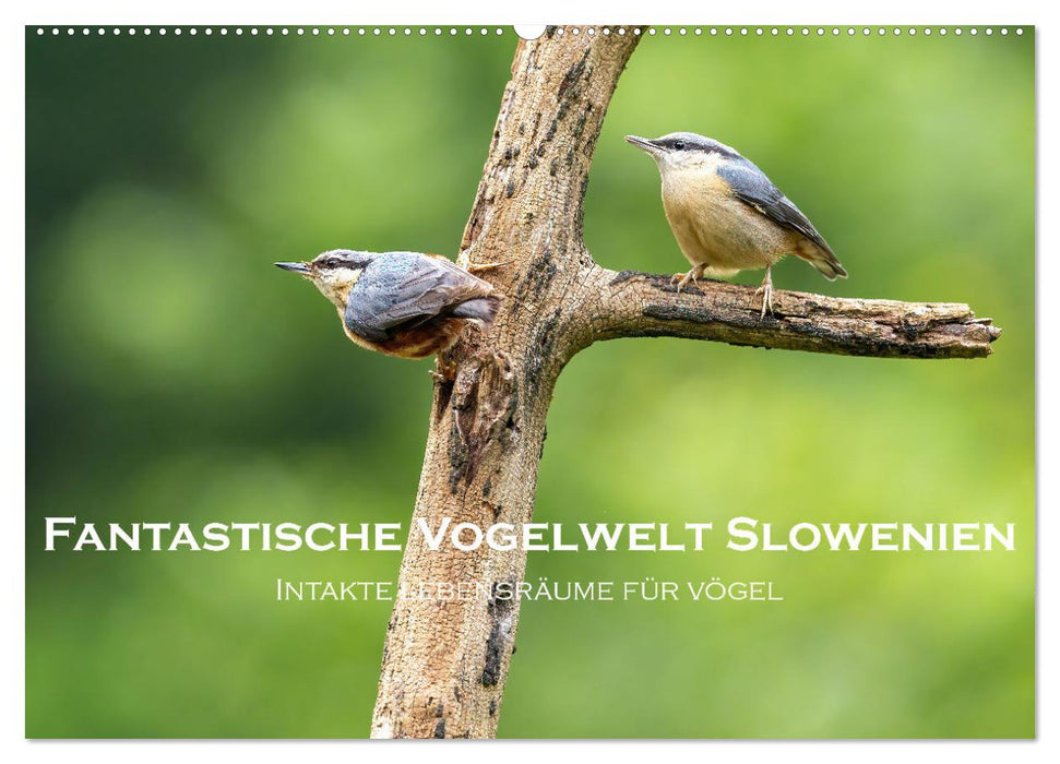 Fantastische Vogelwelt Slowenien (CALVENDO Wandkalender 2026)