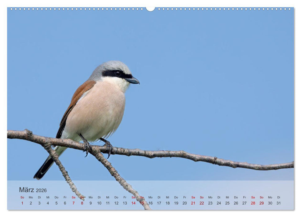 Fantastische Vogelwelt Slowenien (CALVENDO Wandkalender 2026)