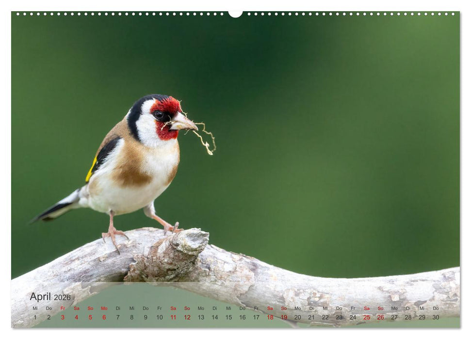 Fantastische Vogelwelt Slowenien (CALVENDO Wandkalender 2026)