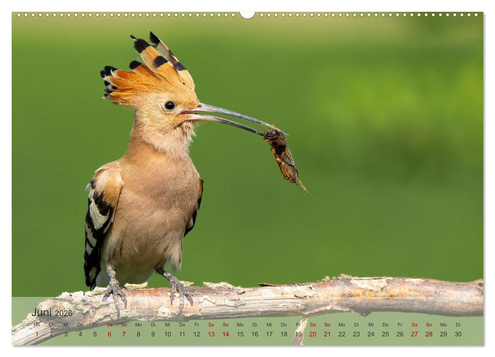 Fantastische Vogelwelt Slowenien (CALVENDO Wandkalender 2026)