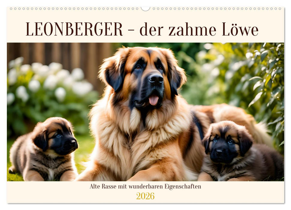 Leonberger - der zahme Löwe (CALVENDO Wandkalender 2026)
