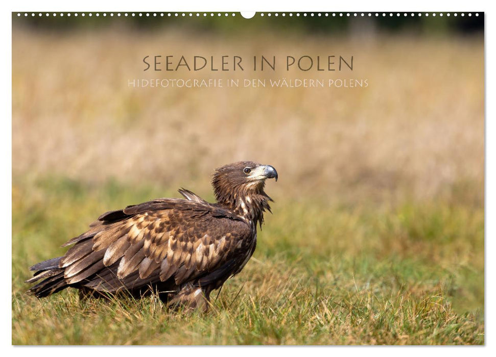 Seeadler in Polen (CALVENDO Wandkalender 2026)