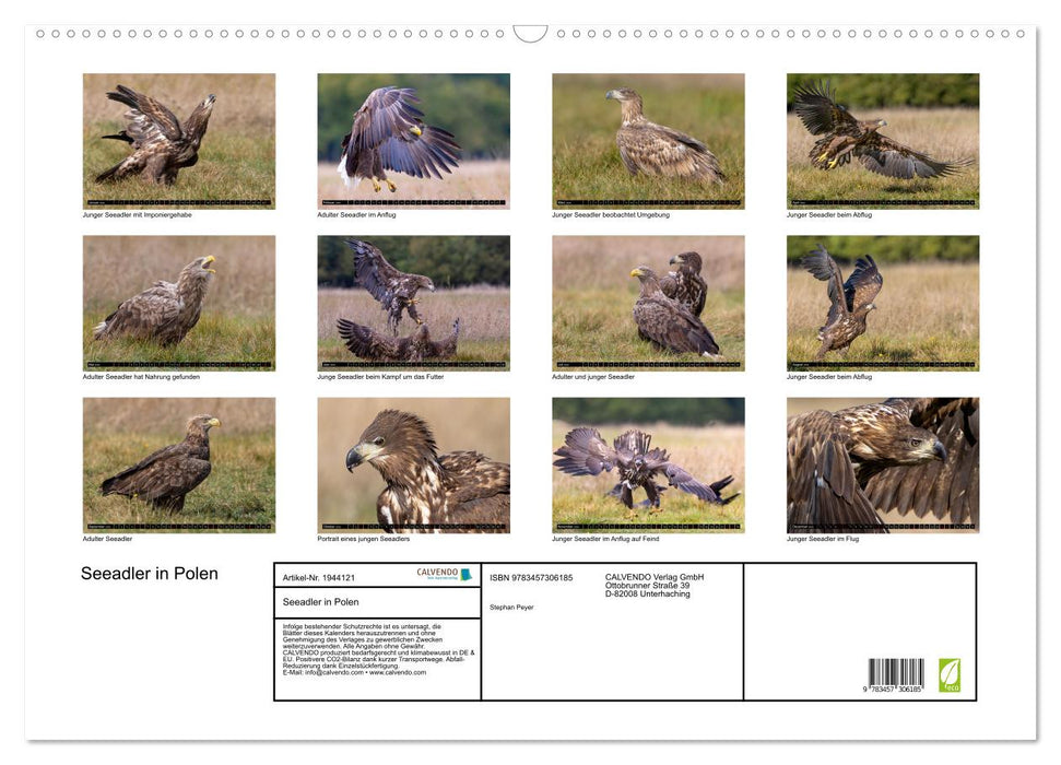 Seeadler in Polen (CALVENDO Wandkalender 2026)