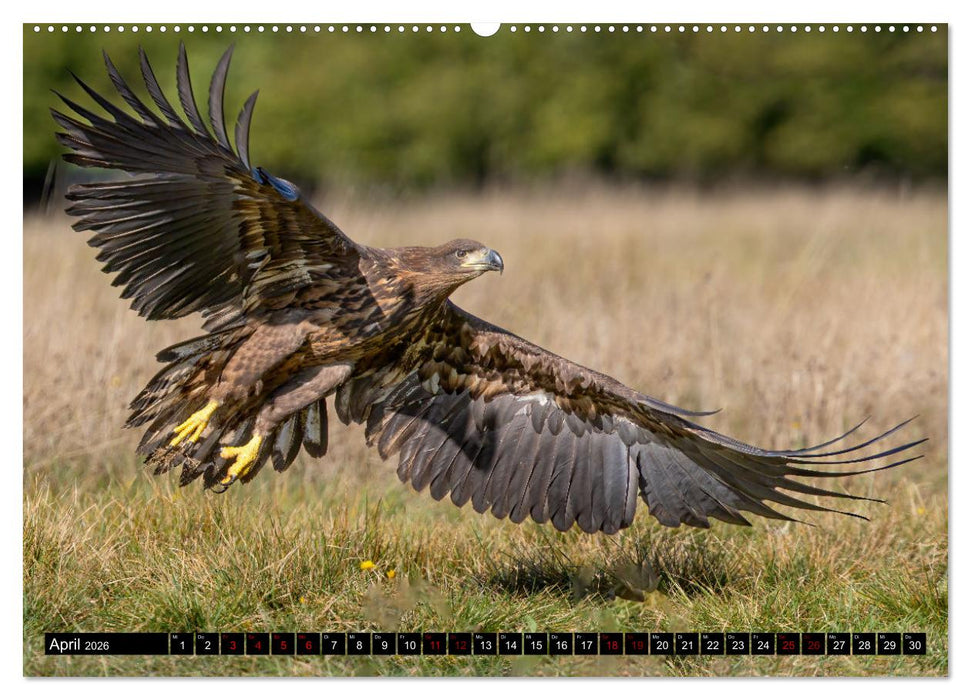 Seeadler in Polen (CALVENDO Wandkalender 2026)