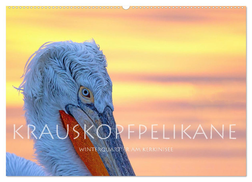 Krauskopfpelikane (CALVENDO Wandkalender 2026)