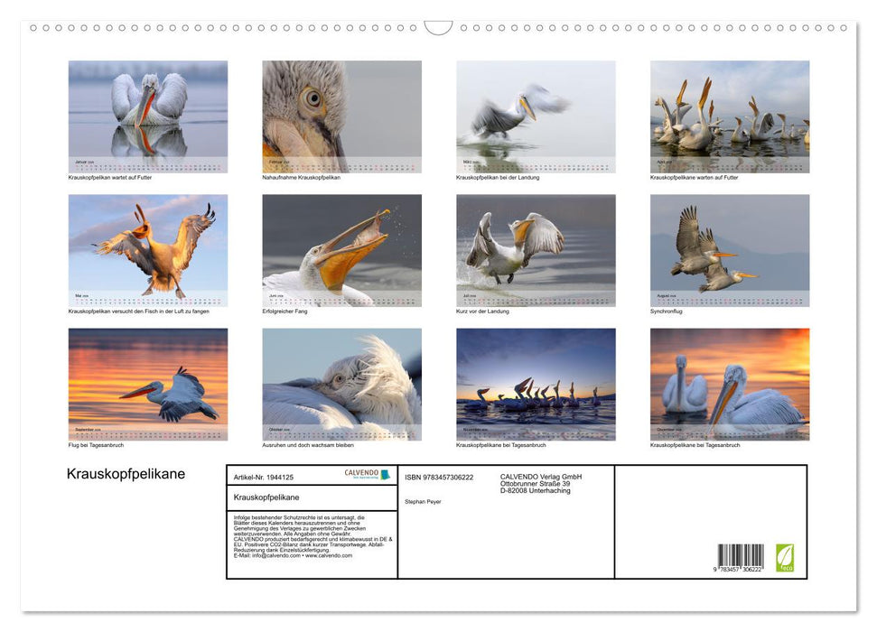 Krauskopfpelikane (CALVENDO Wandkalender 2026)