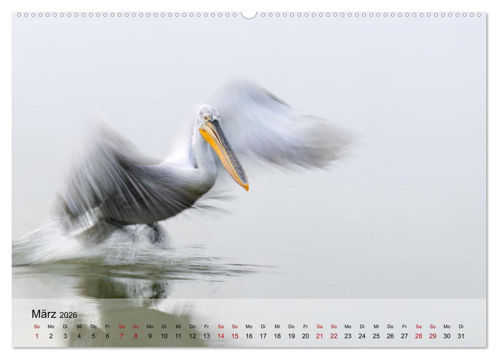 Krauskopfpelikane (CALVENDO Wandkalender 2026)