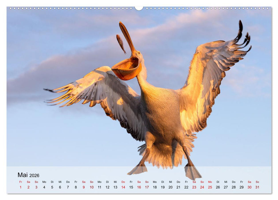 Krauskopfpelikane (CALVENDO Wandkalender 2026)