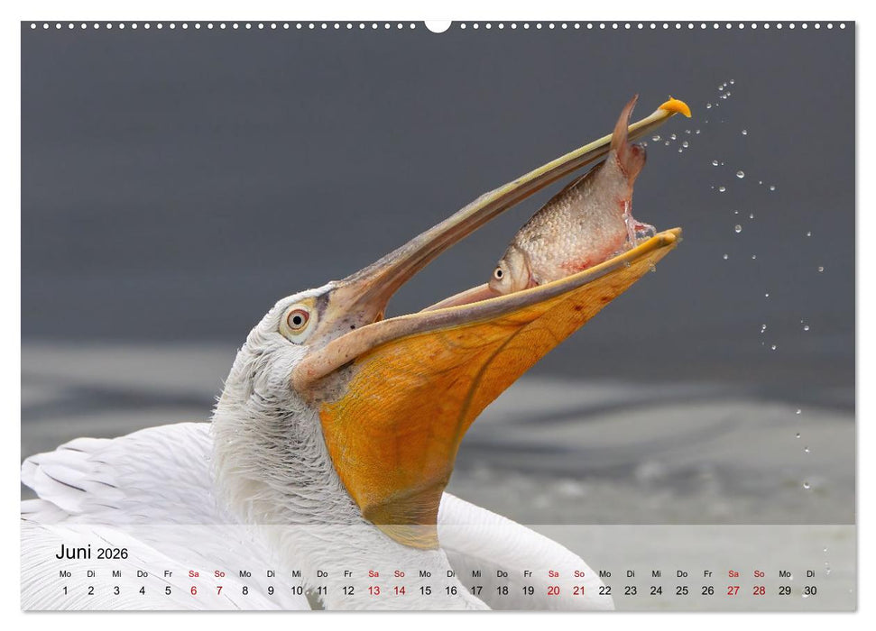 Krauskopfpelikane (CALVENDO Wandkalender 2026)