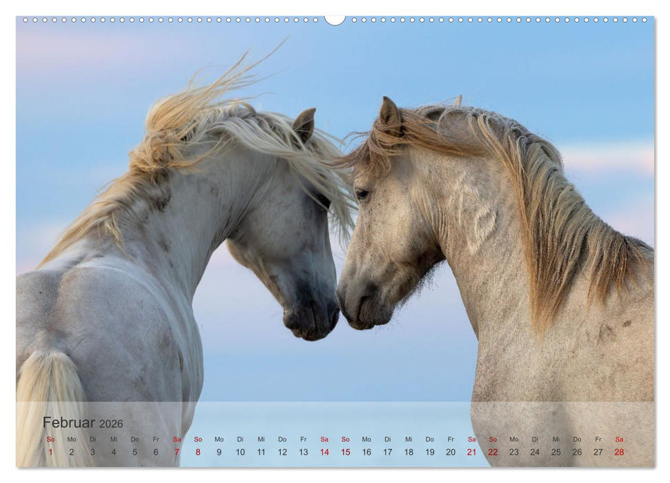 Die weißen Pferde der Camargue (CALVENDO Wandkalender 2026)
