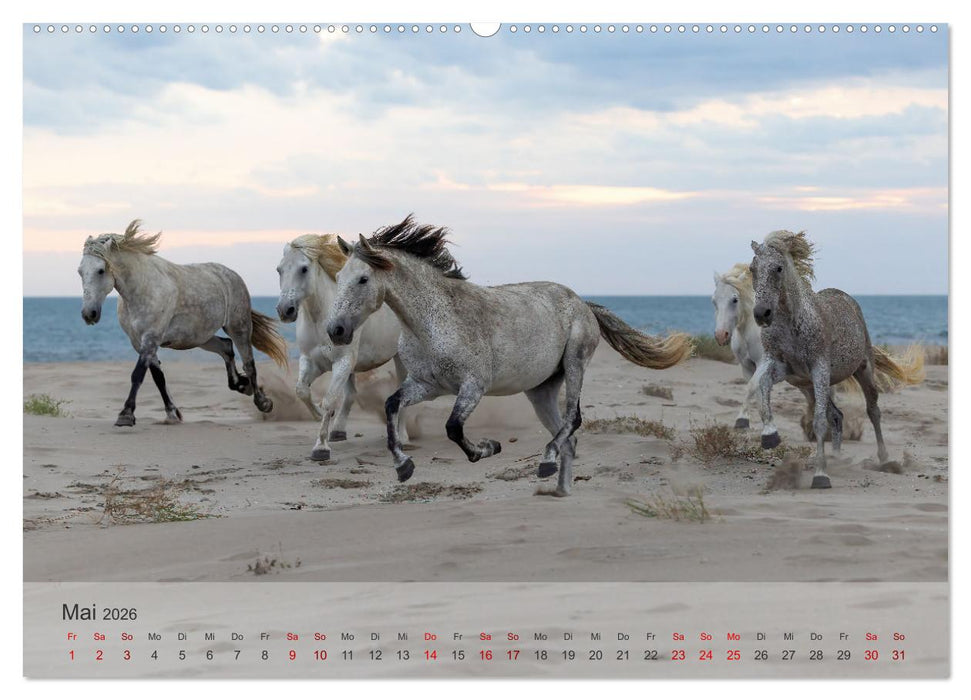 Die weißen Pferde der Camargue (CALVENDO Wandkalender 2026)