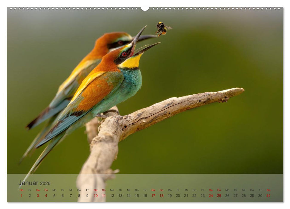 Fantastische Vogelwelt Slowenien (CALVENDO Premium Wandkalender 2026)