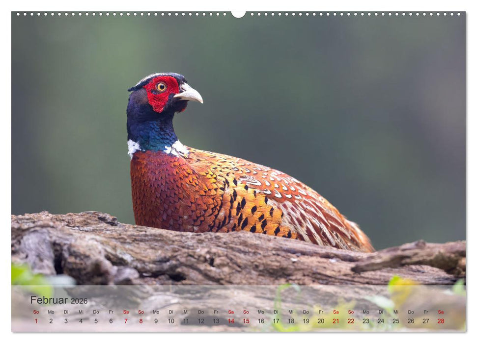 Fantastische Vogelwelt Slowenien (CALVENDO Premium Wandkalender 2026)