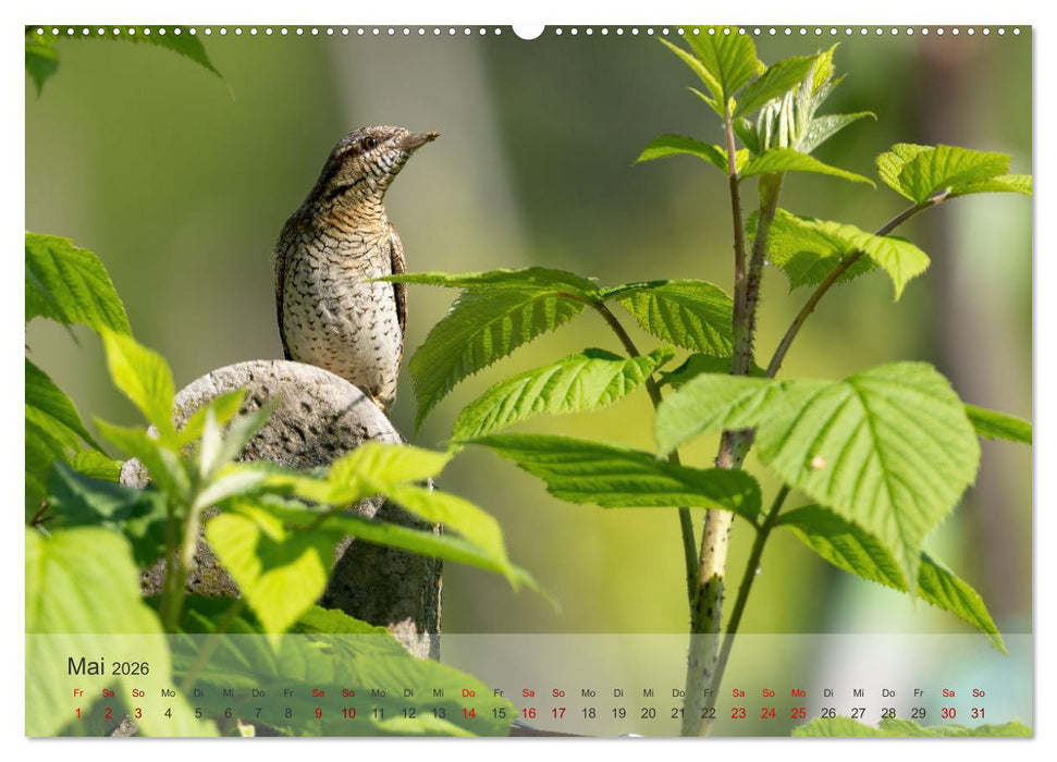 Fantastische Vogelwelt Slowenien (CALVENDO Premium Wandkalender 2026)