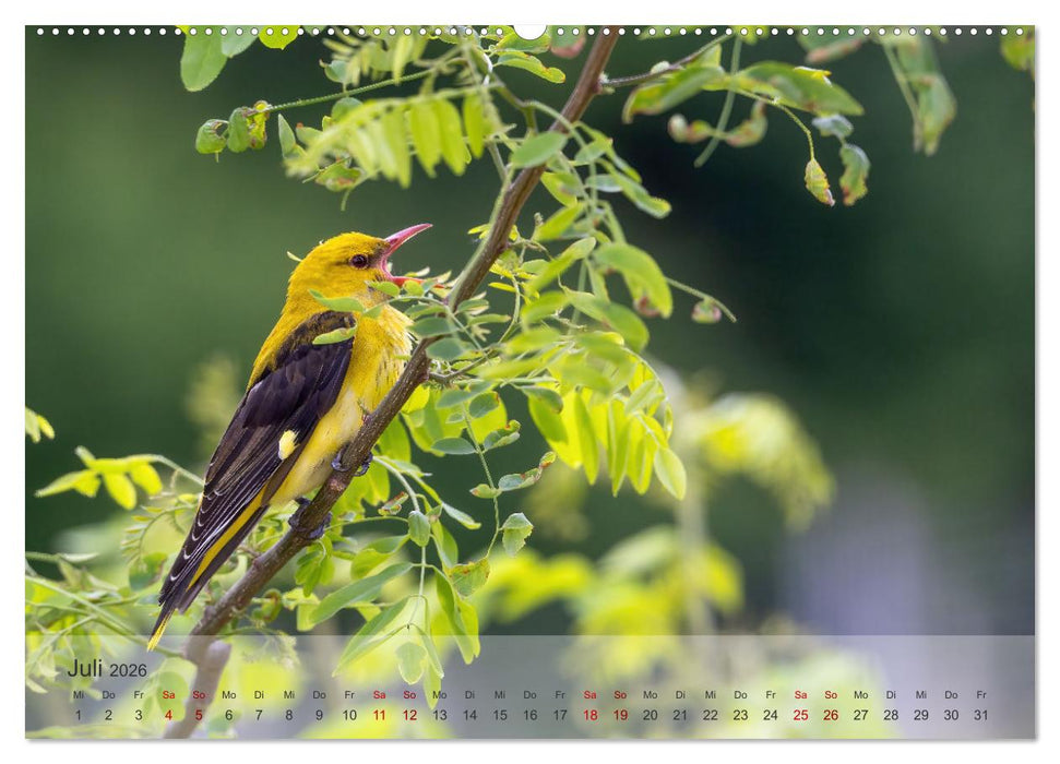Fantastische Vogelwelt Slowenien (CALVENDO Premium Wandkalender 2026)