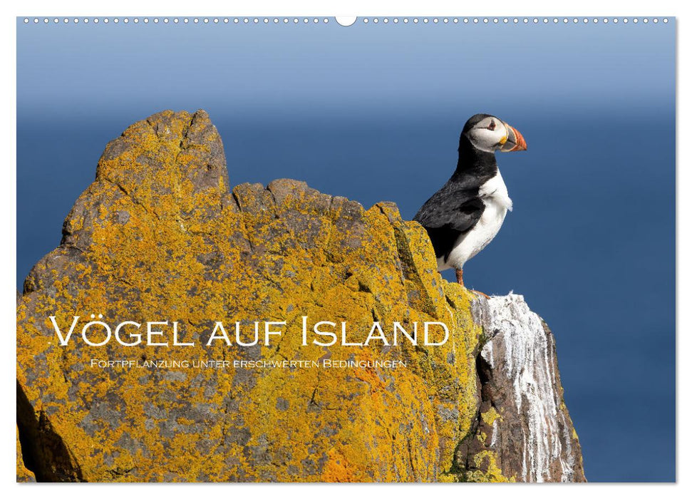 Vögel auf Island (CALVENDO Wandkalender 2026)