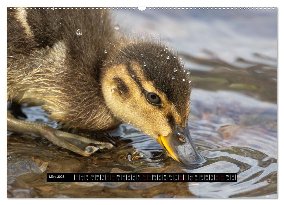 Vögel auf Island (CALVENDO Wandkalender 2026)