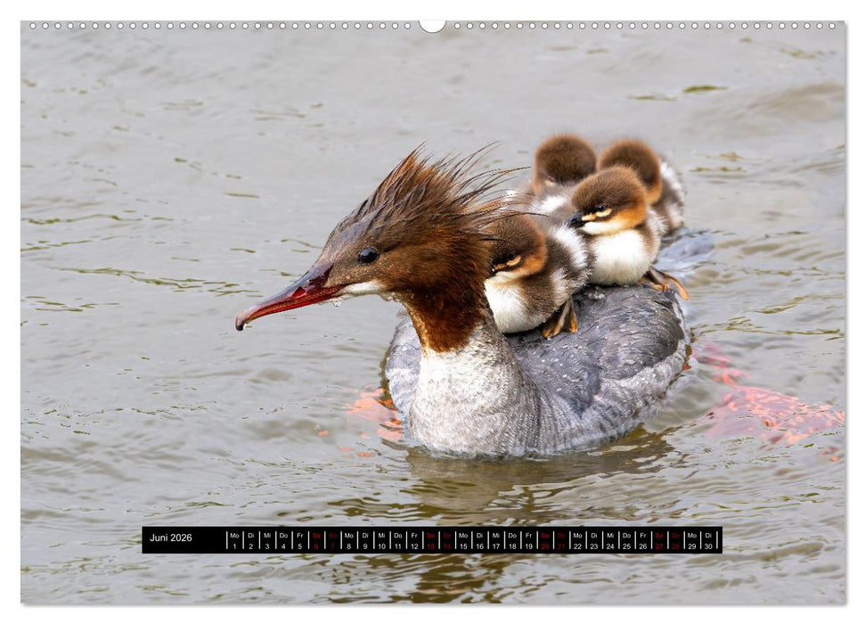Vögel auf Island (CALVENDO Wandkalender 2026)