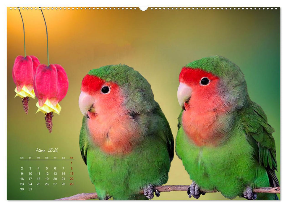 Afrikas vielfältige Vogelwelt (CALVENDO Wandkalender 2026)