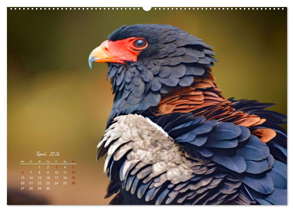 Afrikas vielfältige Vogelwelt (CALVENDO Wandkalender 2026)