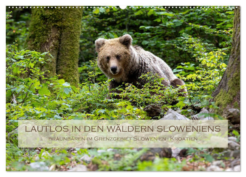Lautlos in den Wäldern Sloweniens (CALVENDO Wandkalender 2026)