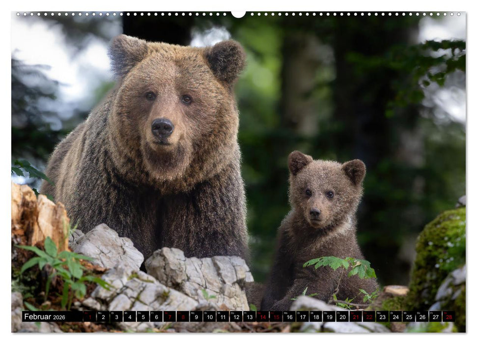 Lautlos in den Wäldern Sloweniens (CALVENDO Wandkalender 2026)