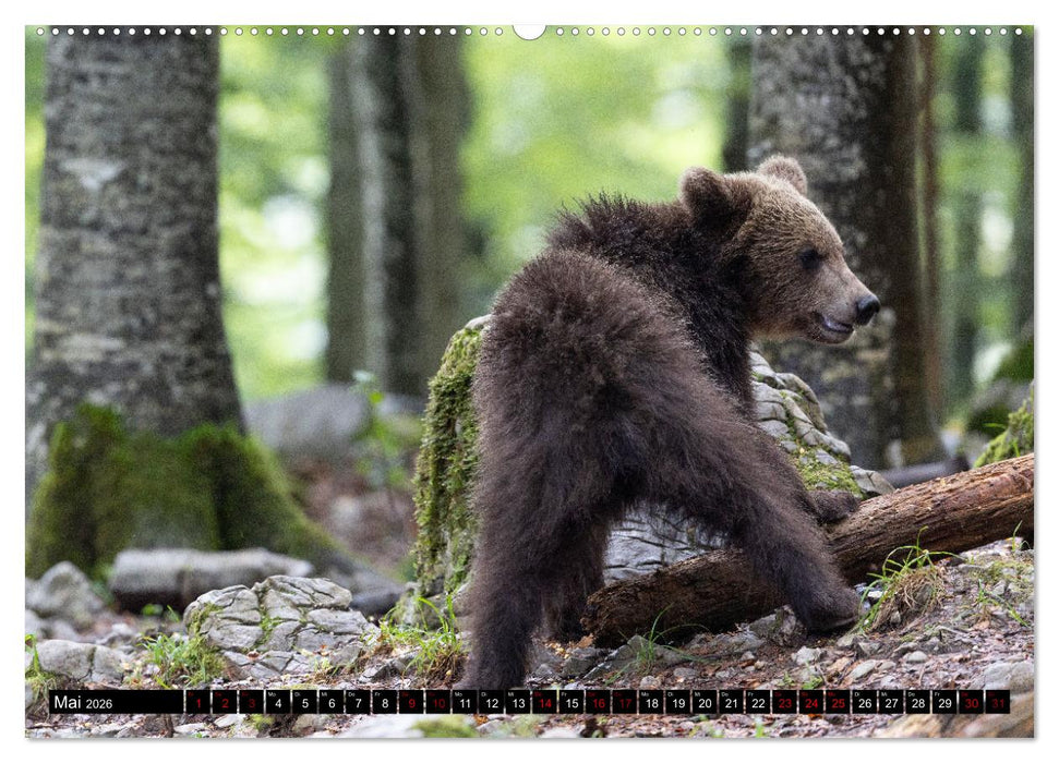 Lautlos in den Wäldern Sloweniens (CALVENDO Wandkalender 2026)