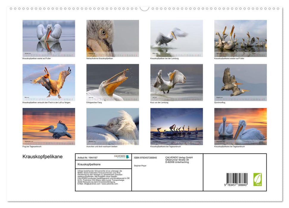 Krauskopfpelikane (CALVENDO Premium Wandkalender 2026)