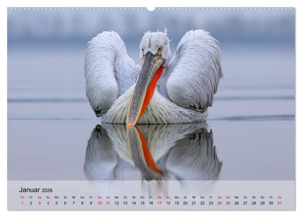 Krauskopfpelikane (CALVENDO Premium Wandkalender 2026)
