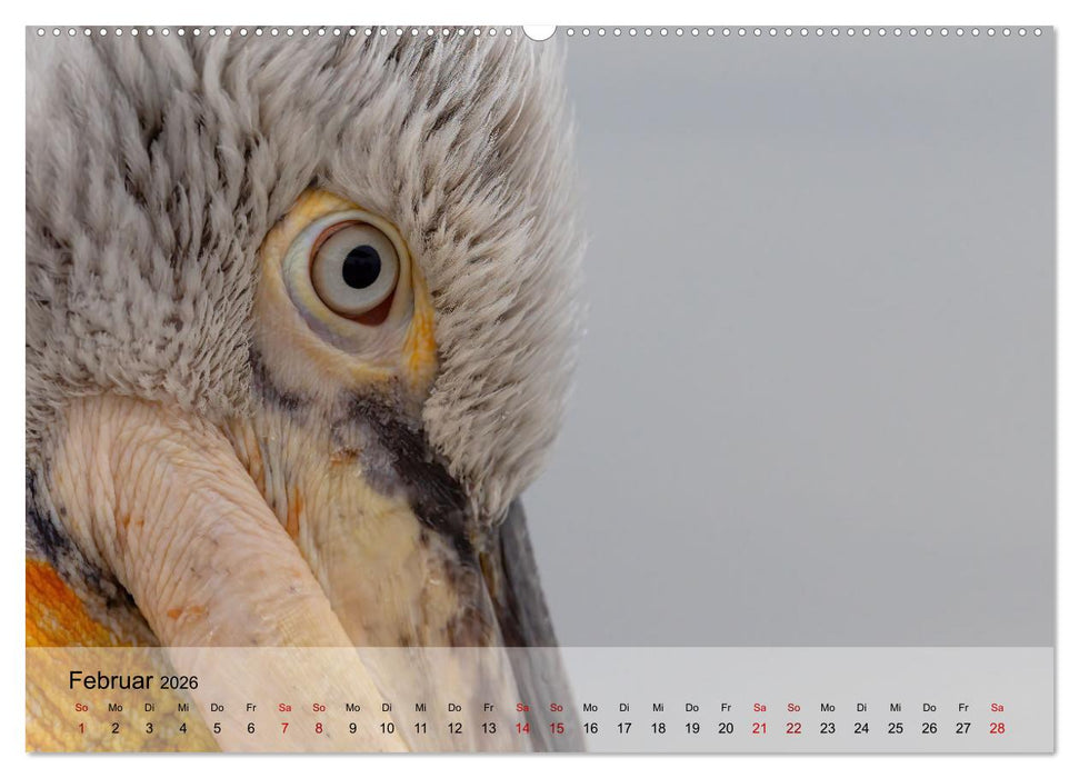 Krauskopfpelikane (CALVENDO Premium Wandkalender 2026)