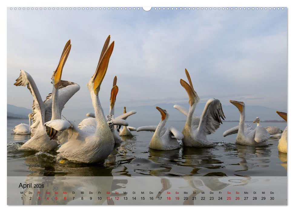 Krauskopfpelikane (CALVENDO Premium Wandkalender 2026)