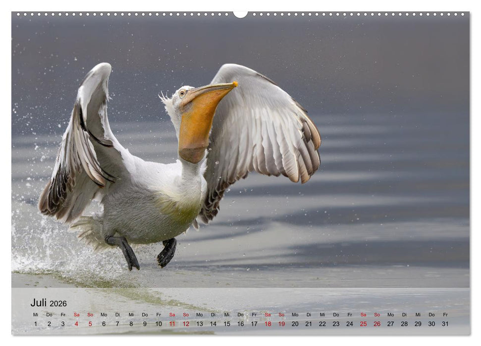 Krauskopfpelikane (CALVENDO Premium Wandkalender 2026)