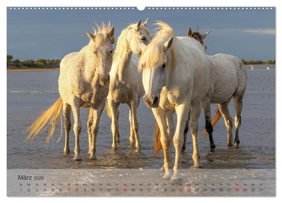 Die weißen Pferde der Camargue (CALVENDO Premium Wandkalender 2026)