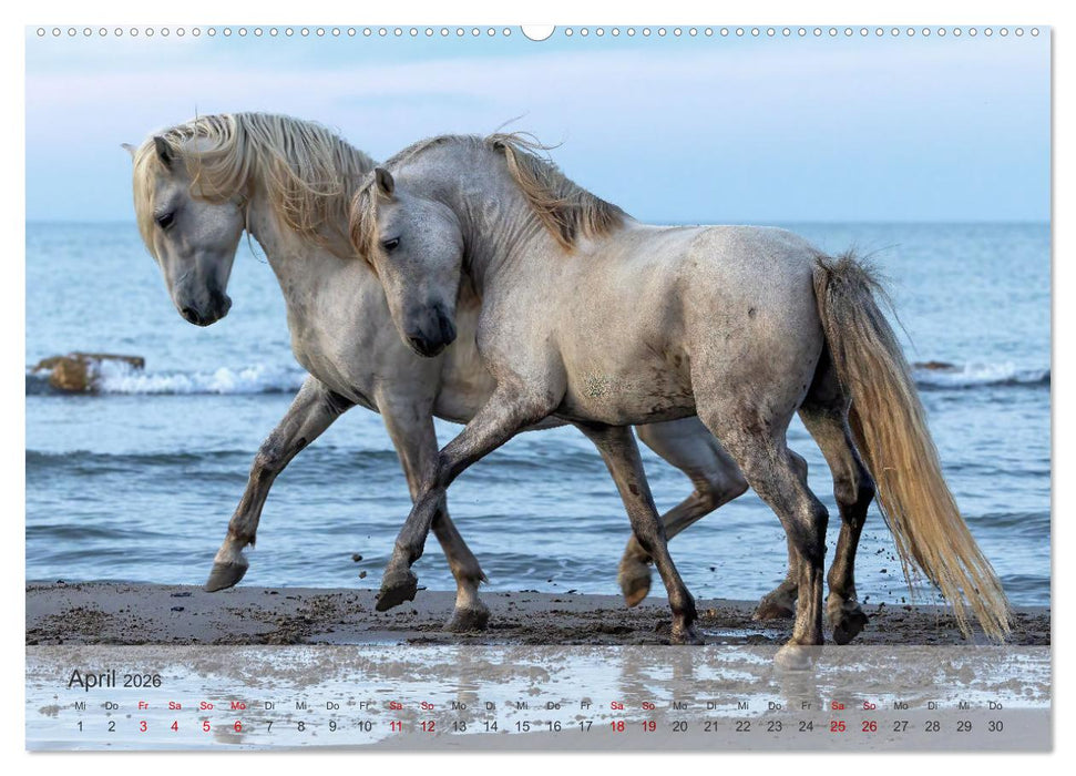 Die weißen Pferde der Camargue (CALVENDO Premium Wandkalender 2026)