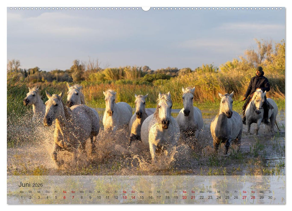 Die weißen Pferde der Camargue (CALVENDO Premium Wandkalender 2026)
