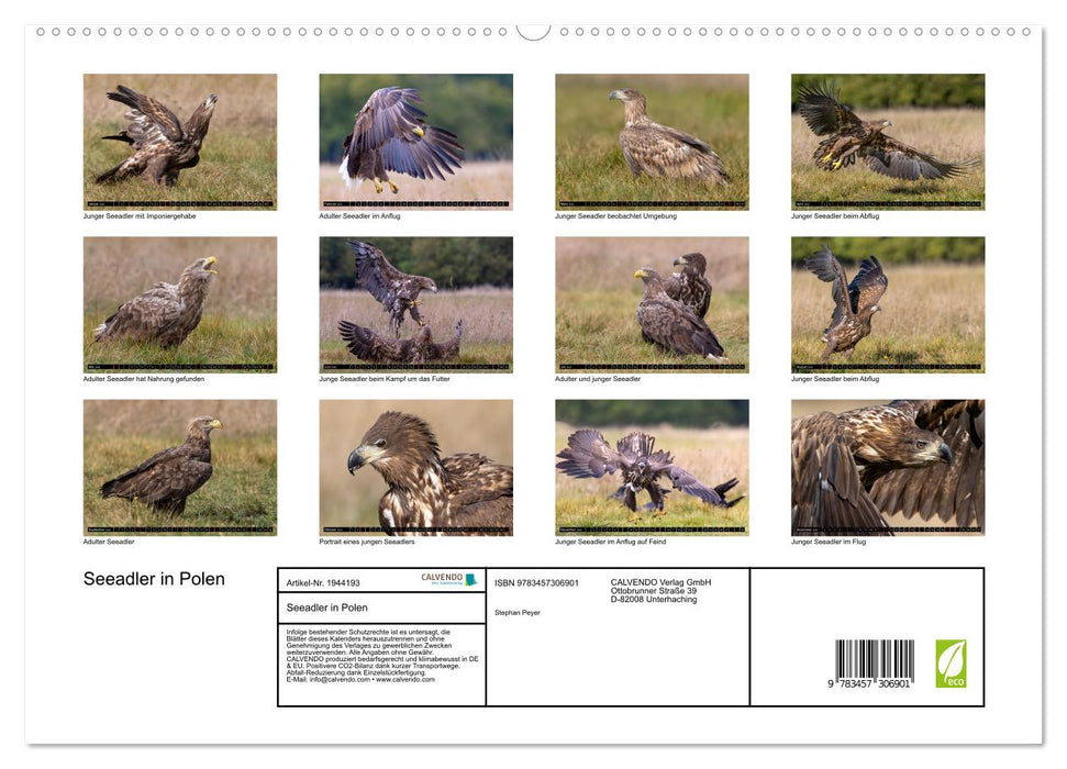 Seeadler in Polen (CALVENDO Premium Wandkalender 2026)