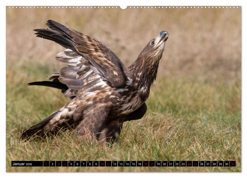 Seeadler in Polen (CALVENDO Premium Wandkalender 2026)