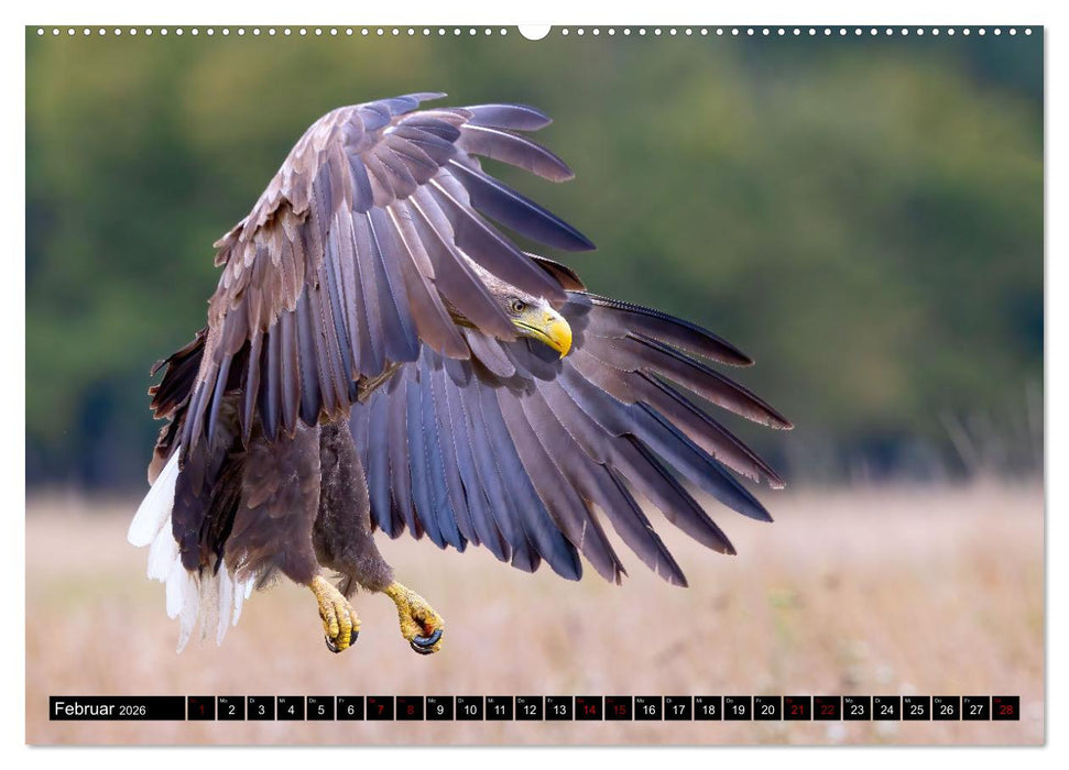 Seeadler in Polen (CALVENDO Premium Wandkalender 2026)