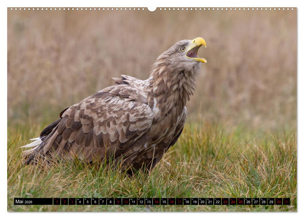 Seeadler in Polen (CALVENDO Premium Wandkalender 2026)