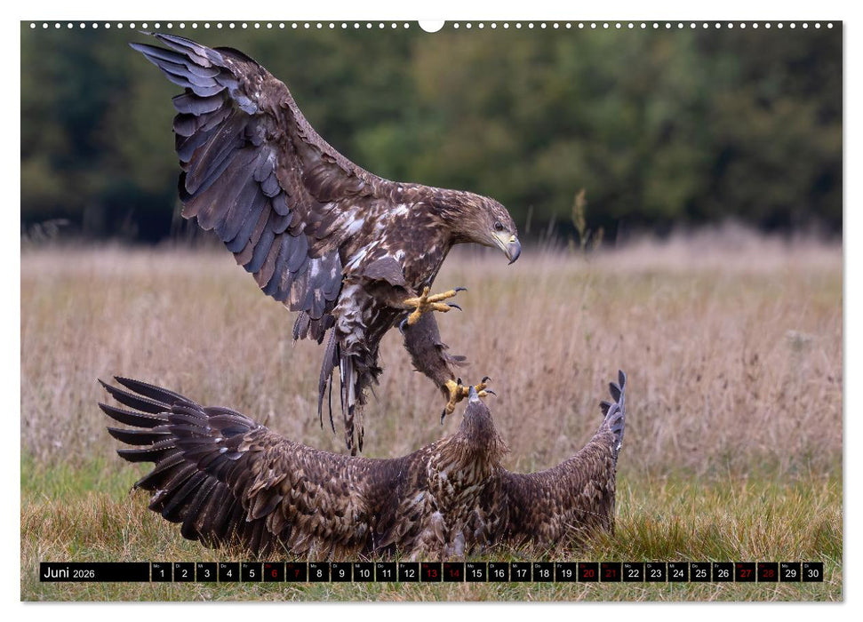Seeadler in Polen (CALVENDO Premium Wandkalender 2026)