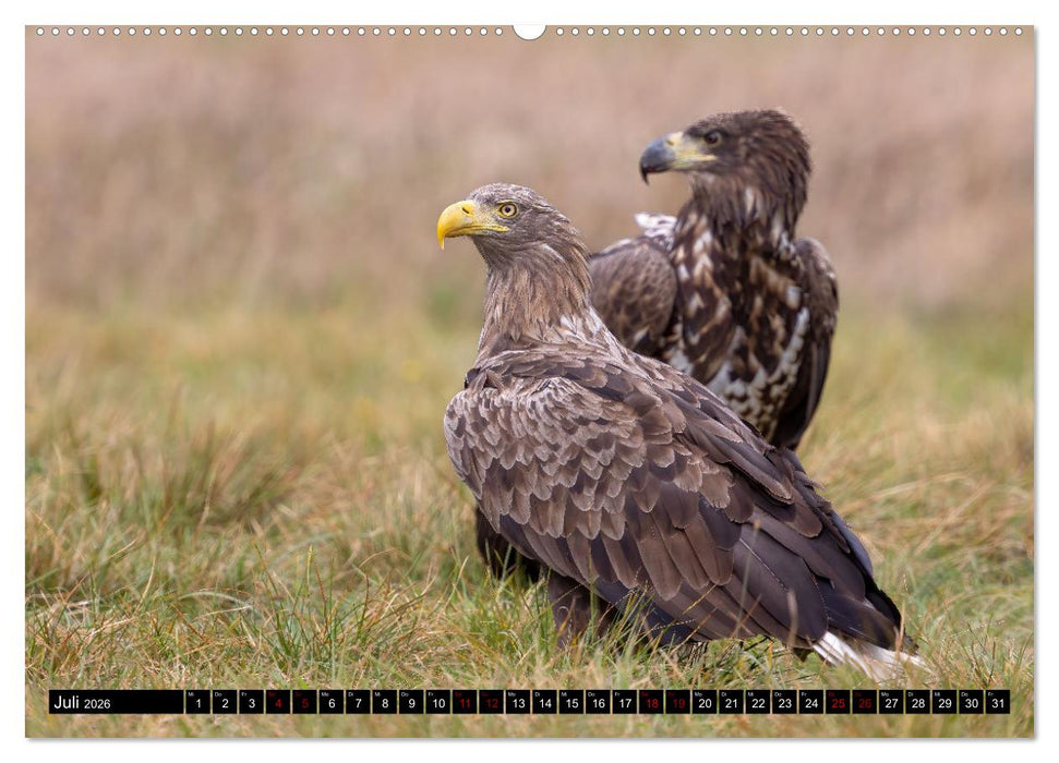 Seeadler in Polen (CALVENDO Premium Wandkalender 2026)