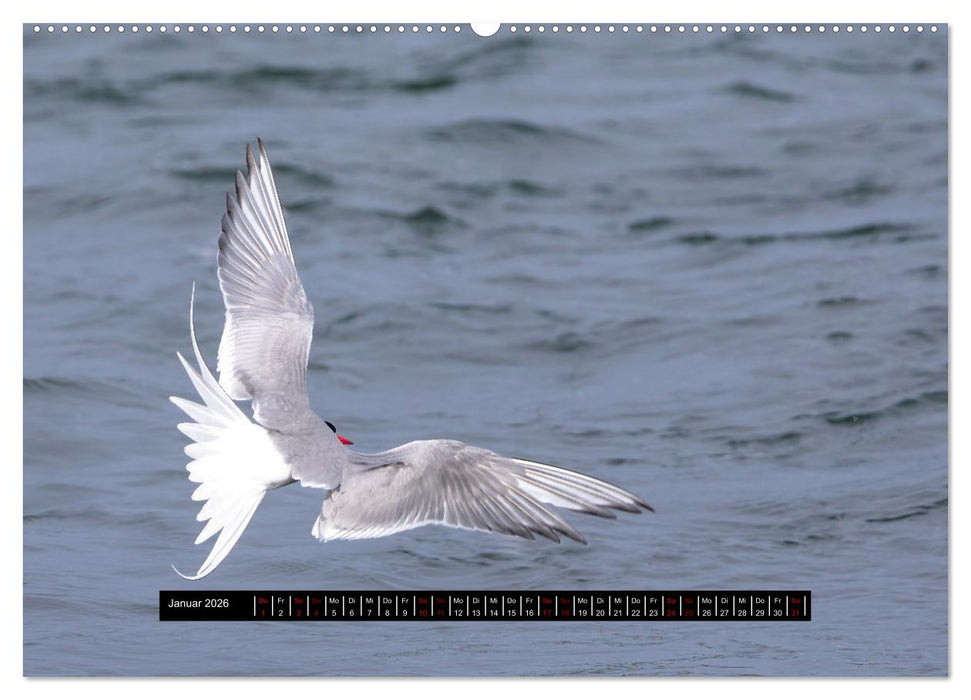Vögel auf Island (CALVENDO Premium Wandkalender 2026)